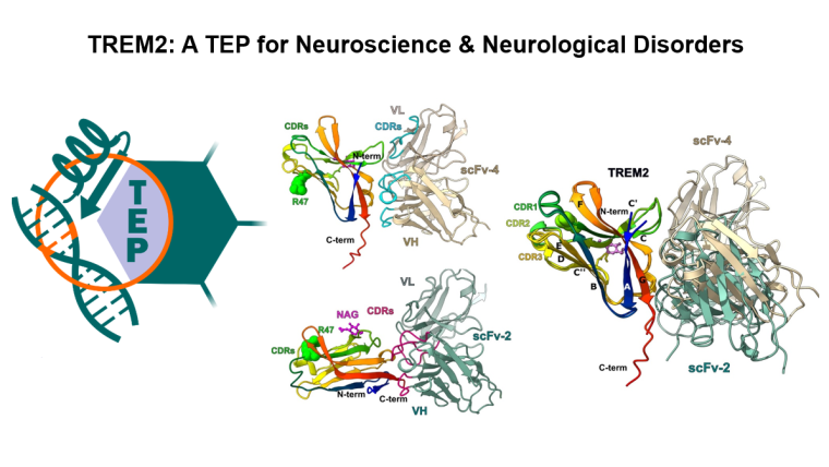 TREM2 - A TEP for Neuroscience & Neurological Disorders