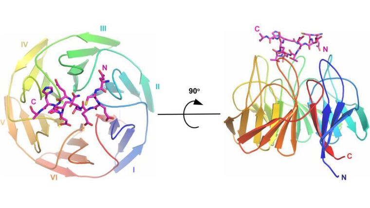 Crystal structure of the KLHL3 Kelch domain bound to WNK3 peptide determined at 2.8 Å