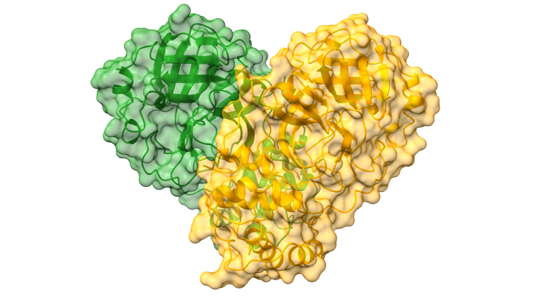 Structure of SARS-CoV-2 Main protease