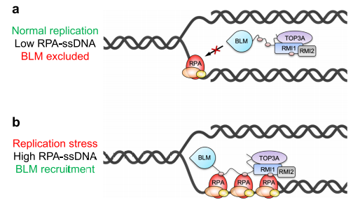 Low/High RPA-coated single-stranded DNA