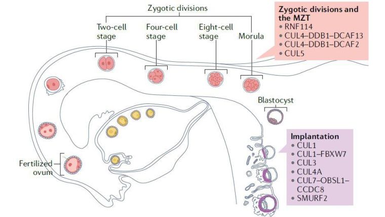 E3 ligases at key stages of human development