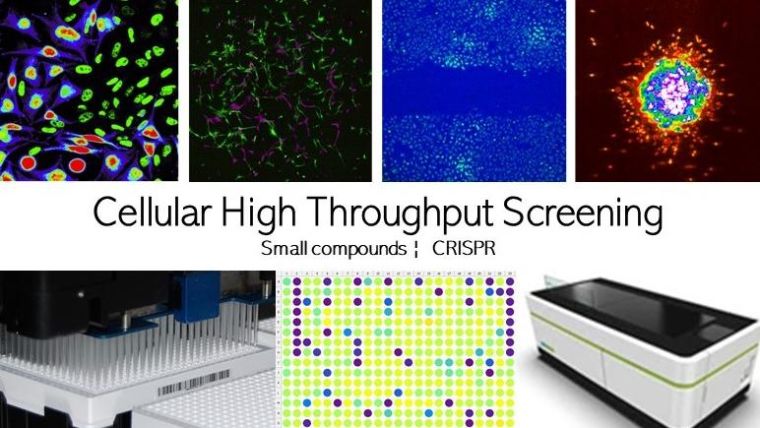 The HTS facility provides Oxford research scientists and collaborators access to a comprehensive, cost-effective facility for running high throughput cell based small compound and CRISPR screens across a broad range of readouts.